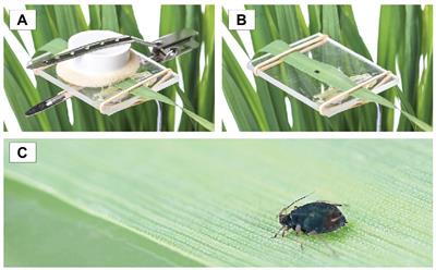 Elevated Carbon Dioxide and Nitrogen Impact Wheat and Its Aphid Pest